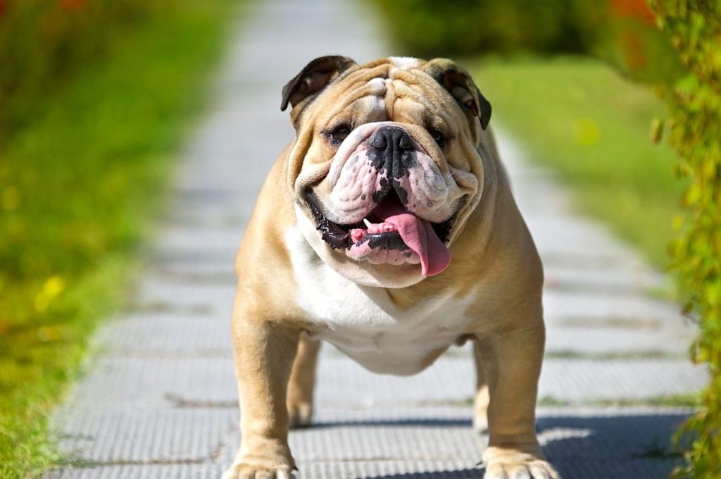 Bulldog e1587511684225