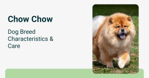 Chow Chow Dog Breed Characteristics Care