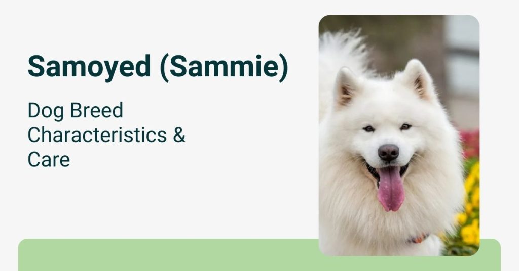 Samoyed Sammie Dog Breed Characteristics Care