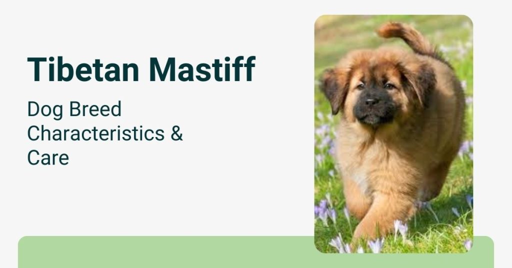 Tibetan Mastiff Dog Breed Characteristics Care