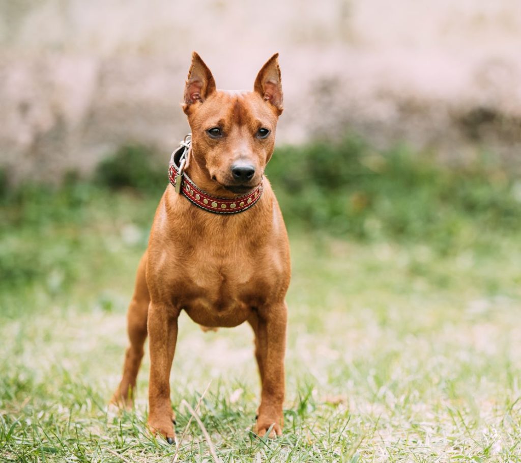 red brown miniature pinscher pincher min pin zwerg 2021 08 26 23 05 53 utc min 1 e1723286864749